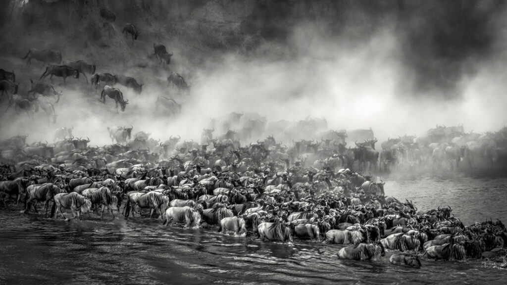 Artur Stankiewicz: Great Spectacle of Nature – Mara River Crossing ...