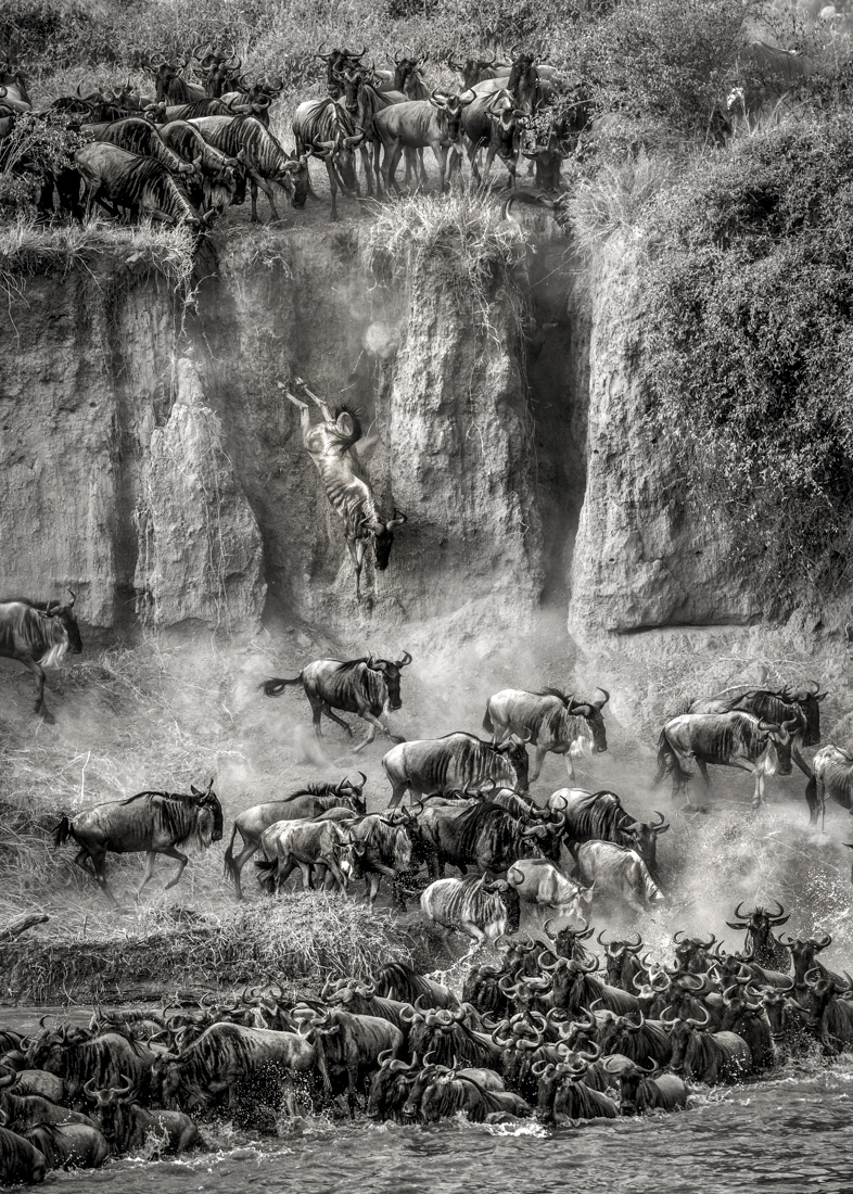 © Artur Stankiewicz: Great Spectacle of Nature - Mara River Crossing / MonoVisions Photography Awards 2020 winner