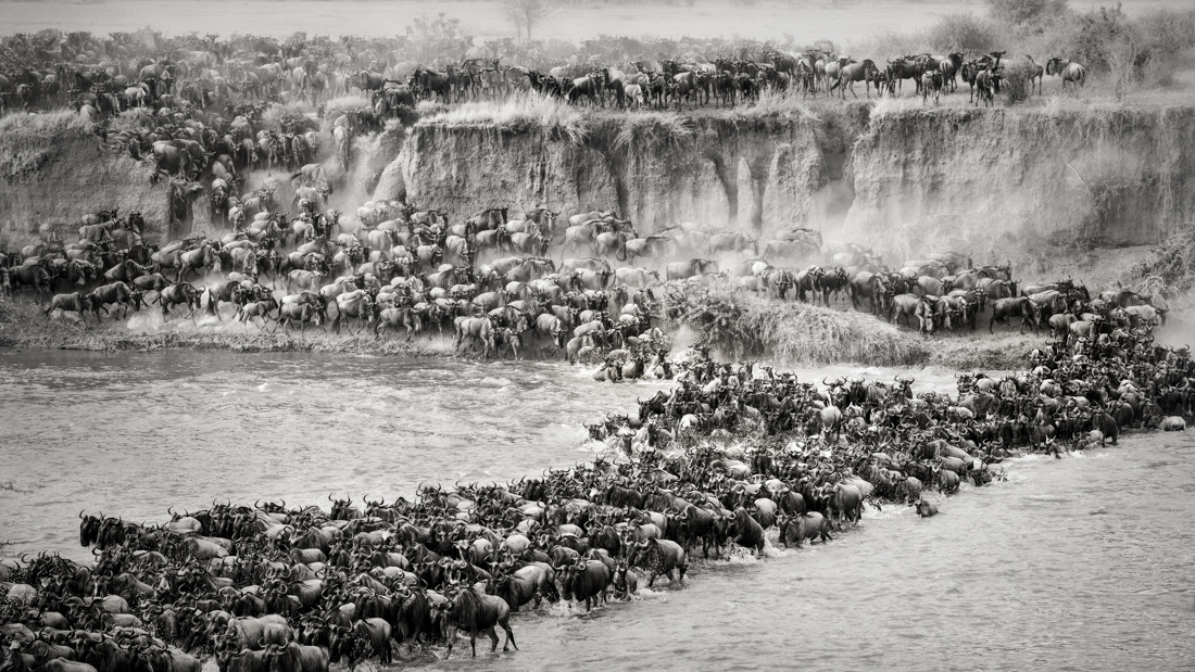 © Artur Stankiewicz: Great Spectacle of Nature - Mara River Crossing / MonoVisions Photography Awards 2020 winner