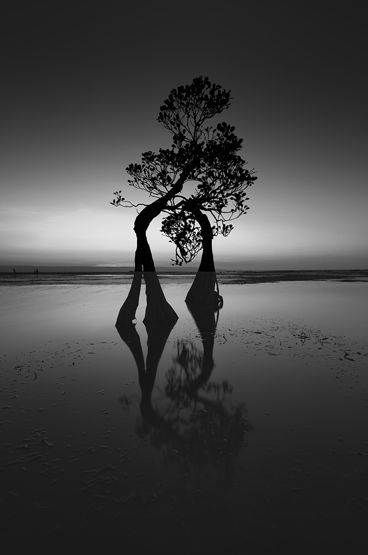 © Swee Sing Vincent Lim: Dancing Trees / MonoVisions Photography Awards 2020 winner