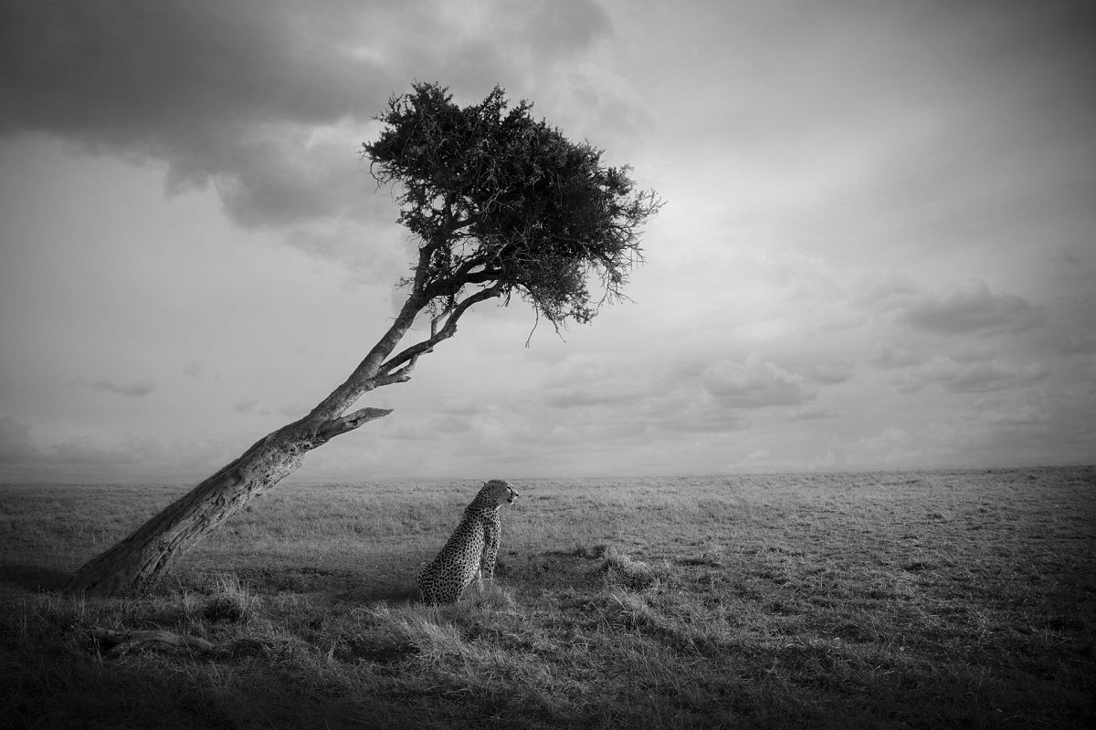 Björn Persson, Nirvana, Masai Mara, Kenya, 2017 27.5 x 41 inches - (other sizes & pricing available) Pigment print from a limited edition of 10 $2,500 USD (plus tax & framing) Robert Klein Gallery, Boston