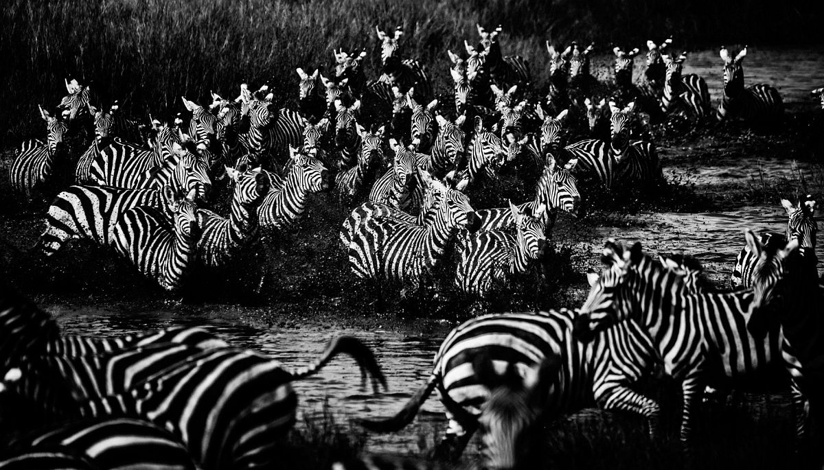 © Laurent Baheux: The Family Album of Wild Africa