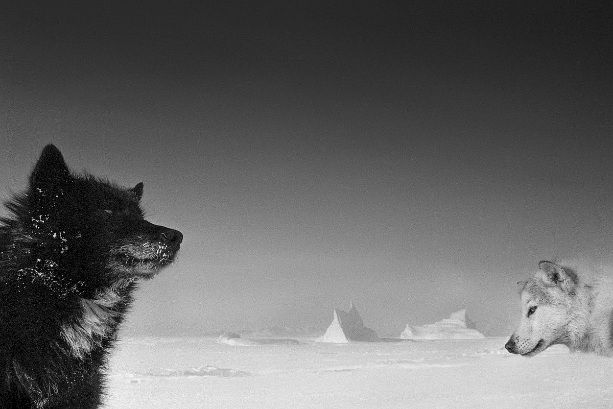 Sled Dogs, Ingelfieldfjord, Greenland, 1995 © Ragnar Axelsson