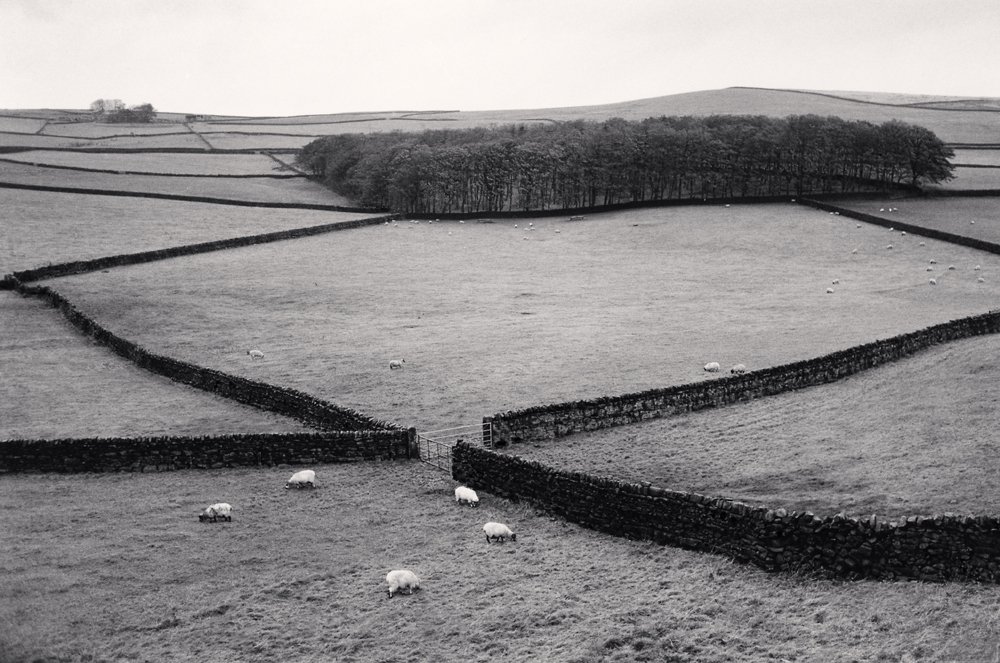 Sheep Pastures, Yorkshire Dales, North Yorkshire, England. 1983