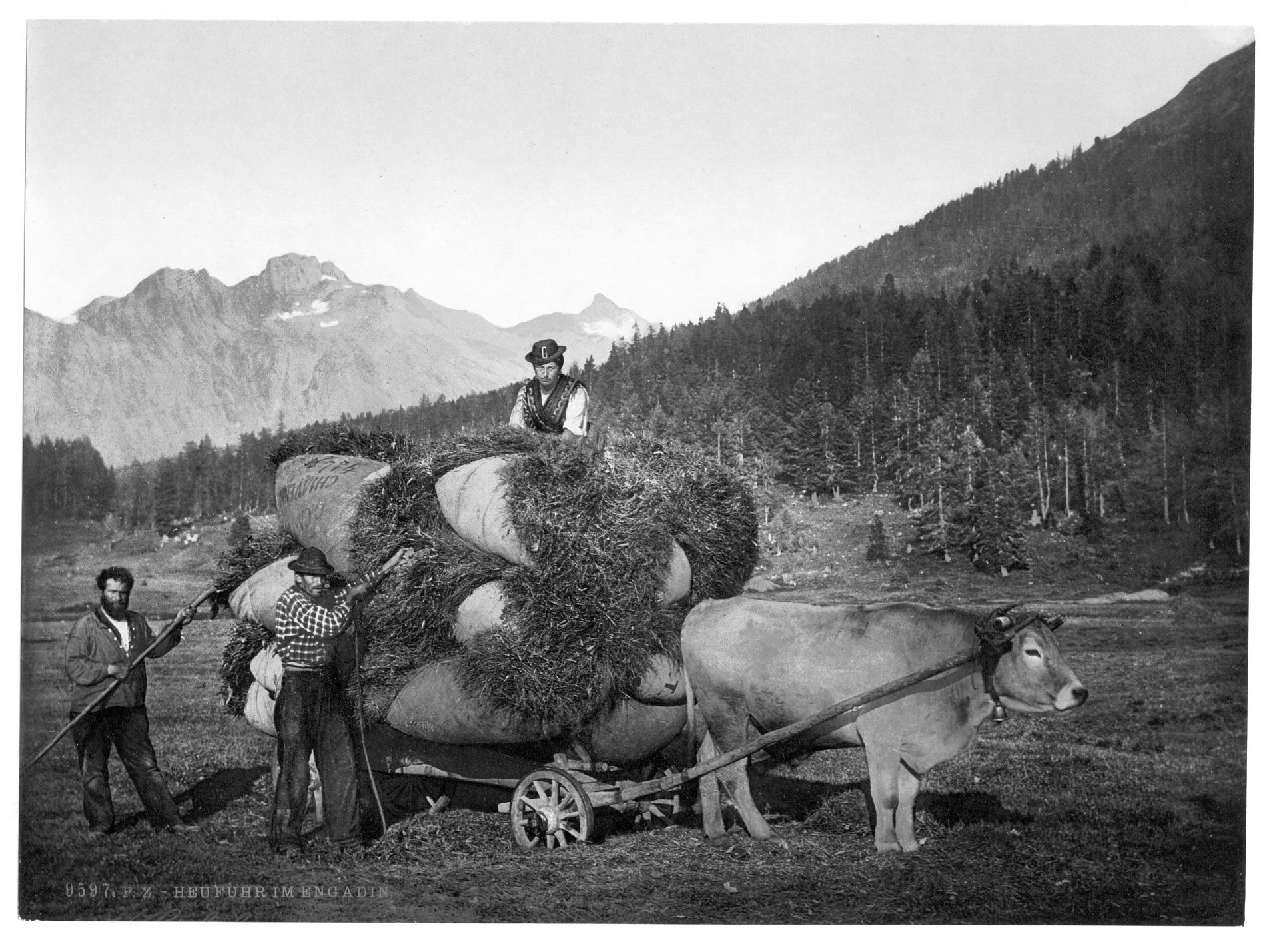 Engadine, carrying hay in the Engadine, Grisons, Switzerland