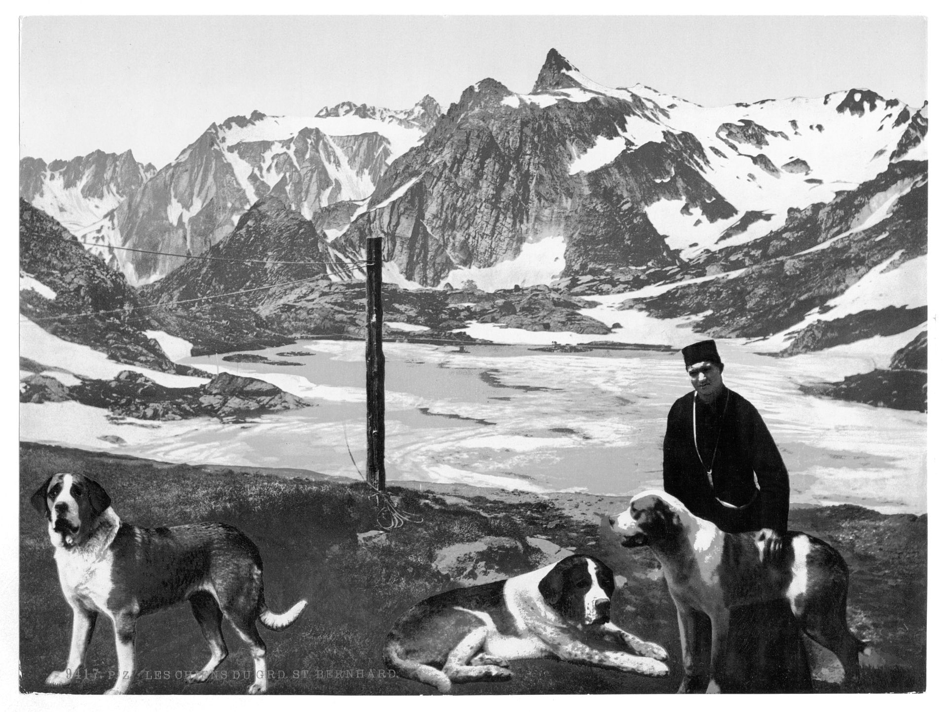 St. Bernard dogs, Valais, Alps of, Switzerland