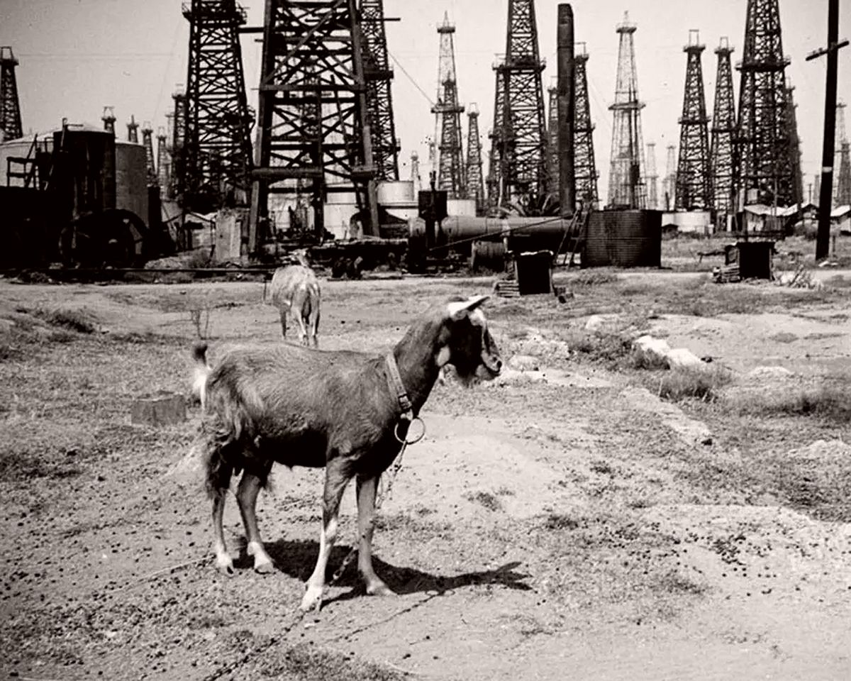 Goats near an oilfield in Huntington Beach. 1937.