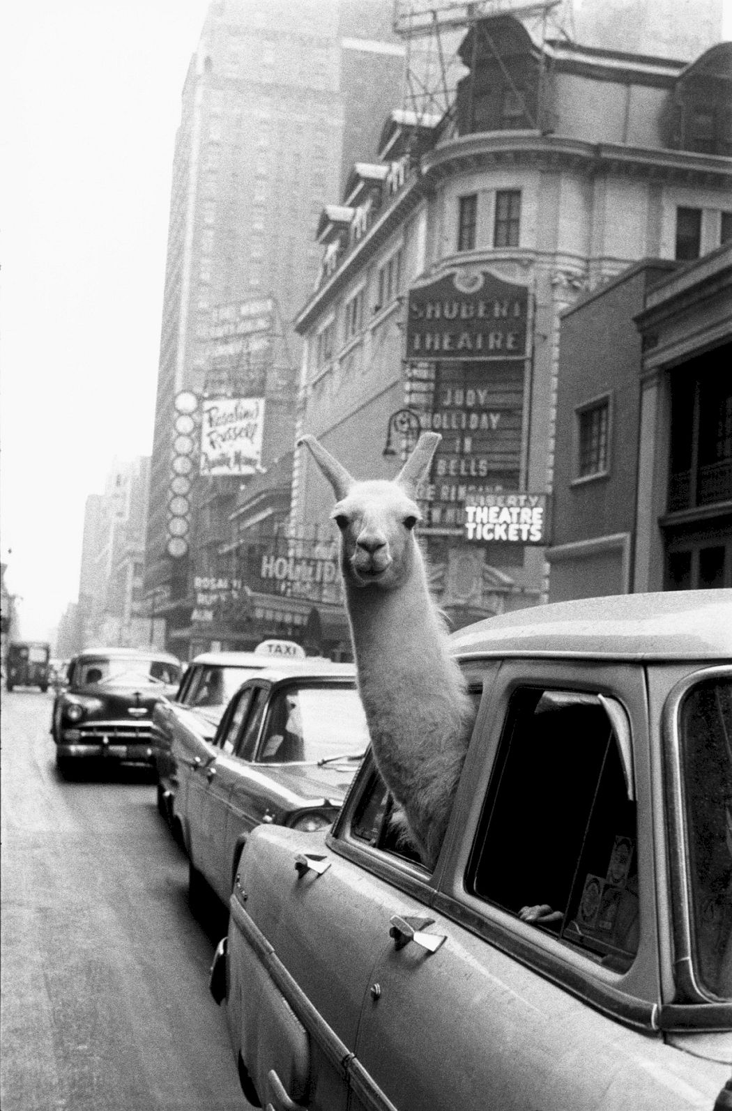 USA. New York, NY. A Llama in Times Square. 1957© Inge Morath / Magnum Photos / courtesy CLAIRbyKahn