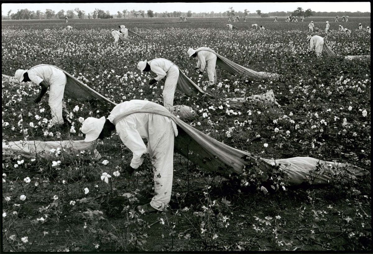  Cotton pickers, Ferguson, 1968 