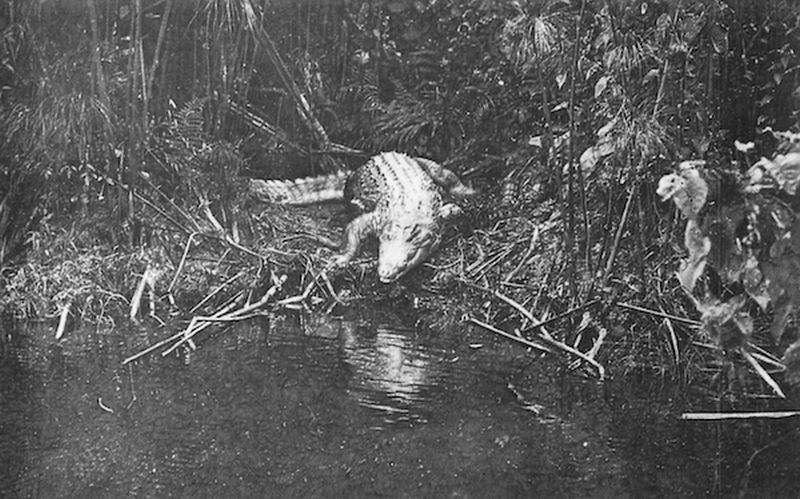 Eric Manigaud - Pointe Noire, caiman sur la rivière Loémé, Pauleau, 2022, Graphite on digigraphic screen, 59 x 95 cm © Courtesy Cyrille Cauvet