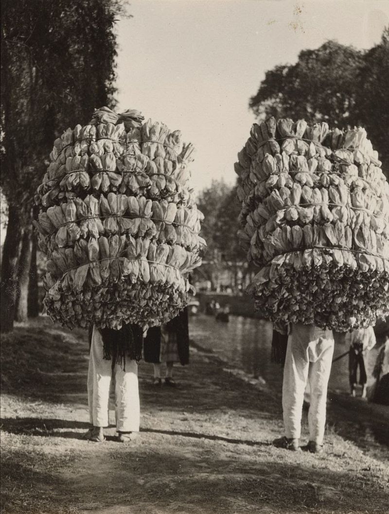 Untitled, (Indians carrying loads of corn husks for the making of “tamales’) 1926-1929, photo by Tina Modotti / San Francisco Museum of Modern Art. Donations from Art Supporting Foundation, John ≪ Launny ≫ Steffens, Sandra Lloyd, Shawn and Brook Byers, Mr. and Mrs. George F. Jewett, Jr., and anonymous donors.